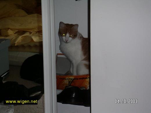 closet cat.jpg